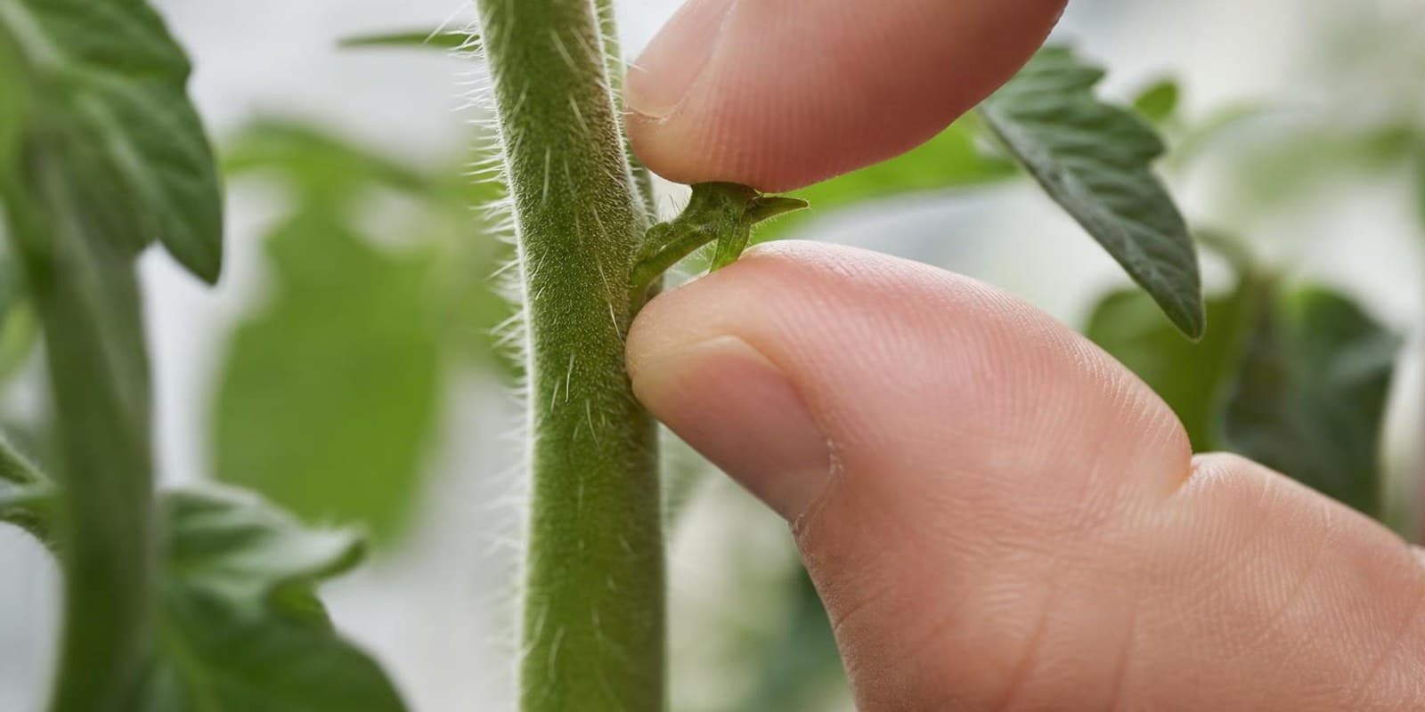 Zwei Finger brechen einen kleinen Geiztrieb aus der Blattachsel einer Tomatenpflanze.