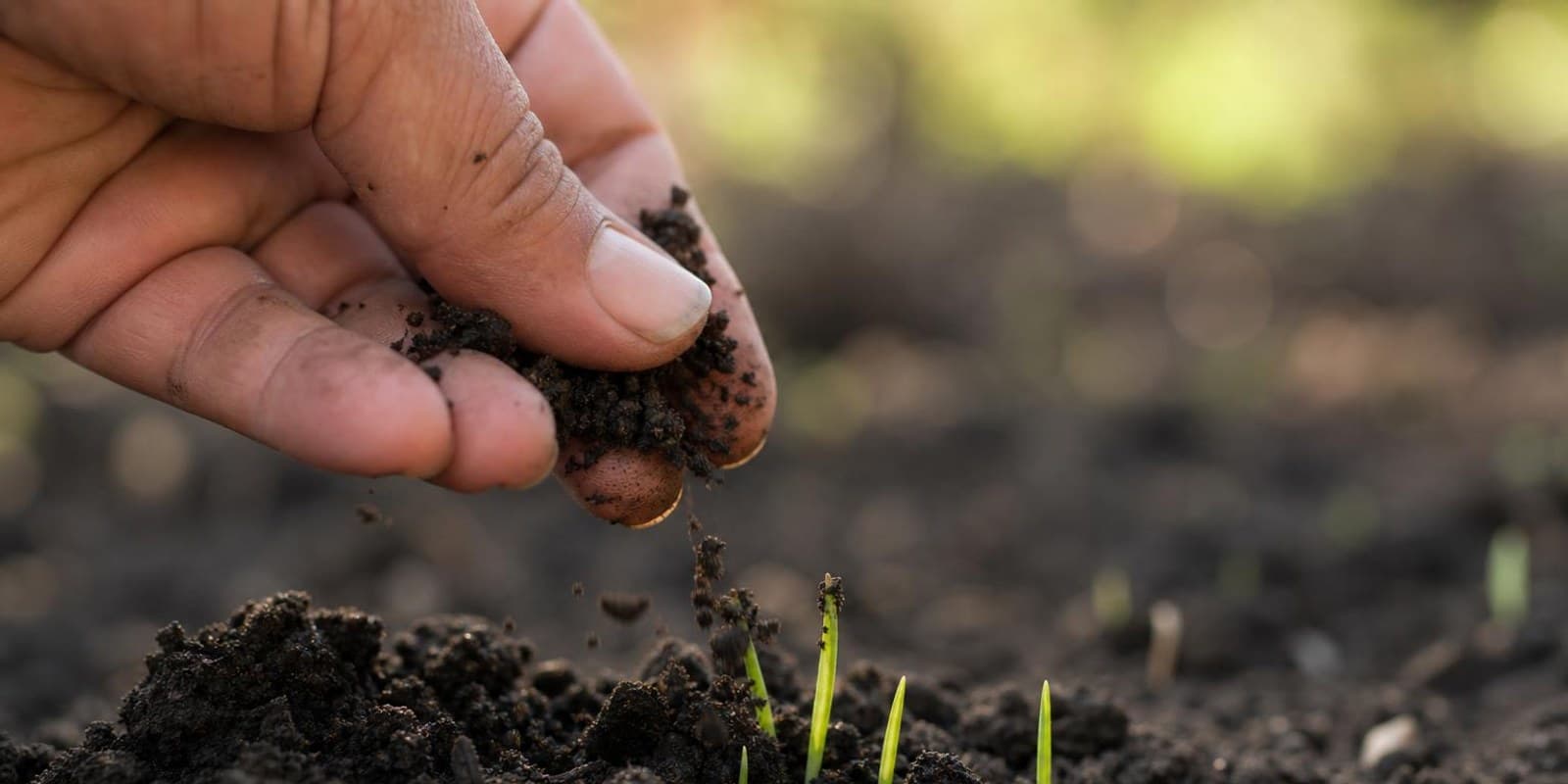 Eine Hand zerkruemelt dunkle Gartenerde ueber einem frisch bearbeiteten Beet mit ersten Trieben.