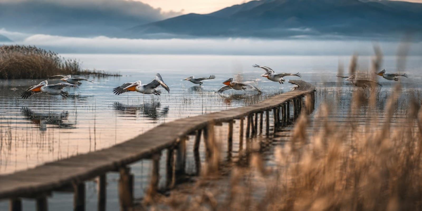 Pelikane gleiten im Morgenlicht ueber das Schilf der Prespa-Seen, eine Holzbruecke fuehrt durchs Flachwasser.