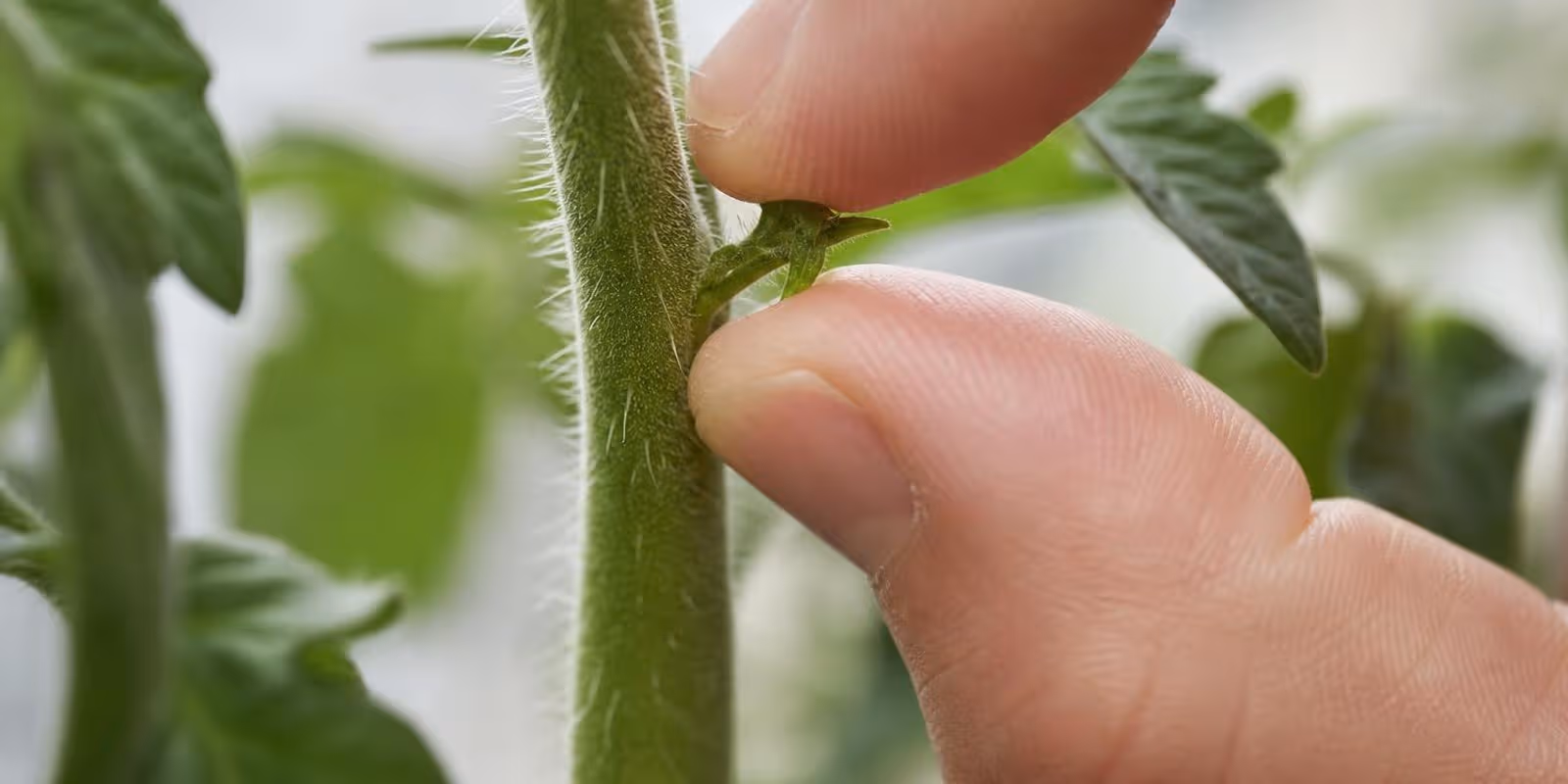 Zwei Finger brechen einen kleinen Geiztrieb aus der Blattachsel einer Tomatenpflanze.