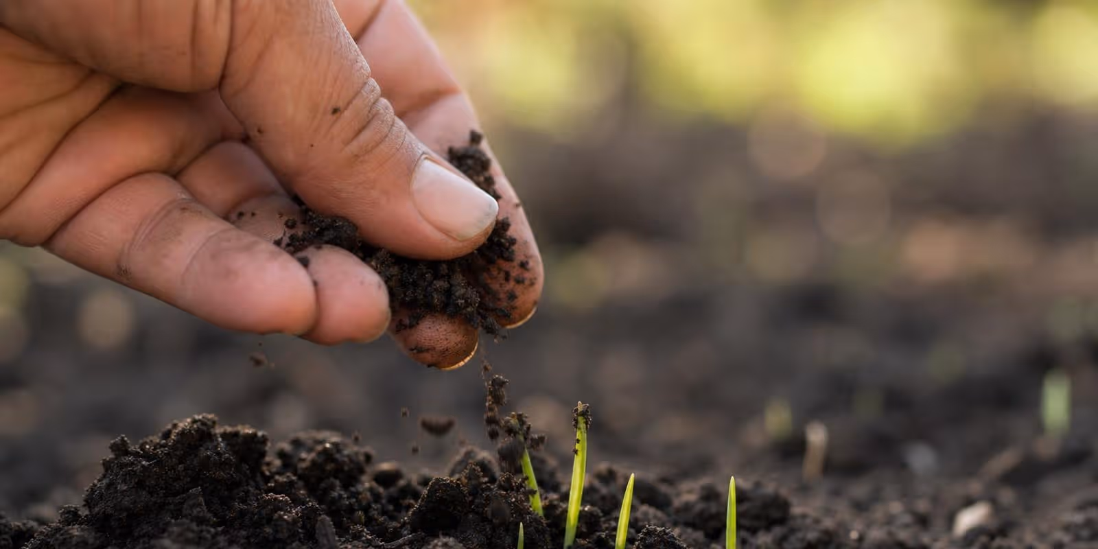 Eine Hand zerkruemelt dunkle Gartenerde ueber einem frisch bearbeiteten Beet mit ersten Trieben.
