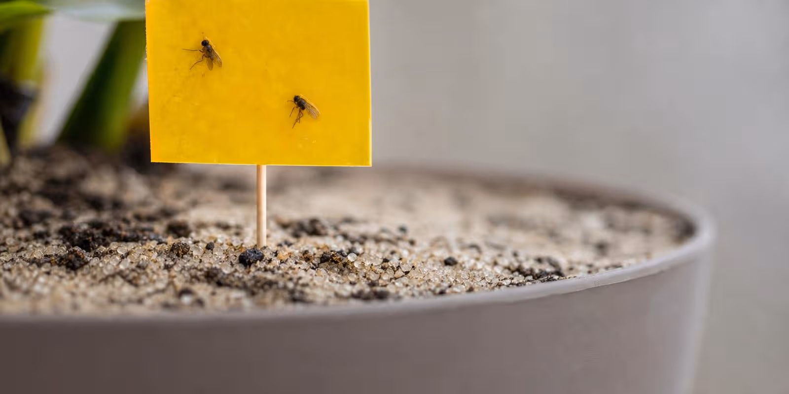 Gelbtafel steckt in einem Zimmerpflanzentopf, an ihr kleben kleine Trauermuecken ueber der Sandschicht.