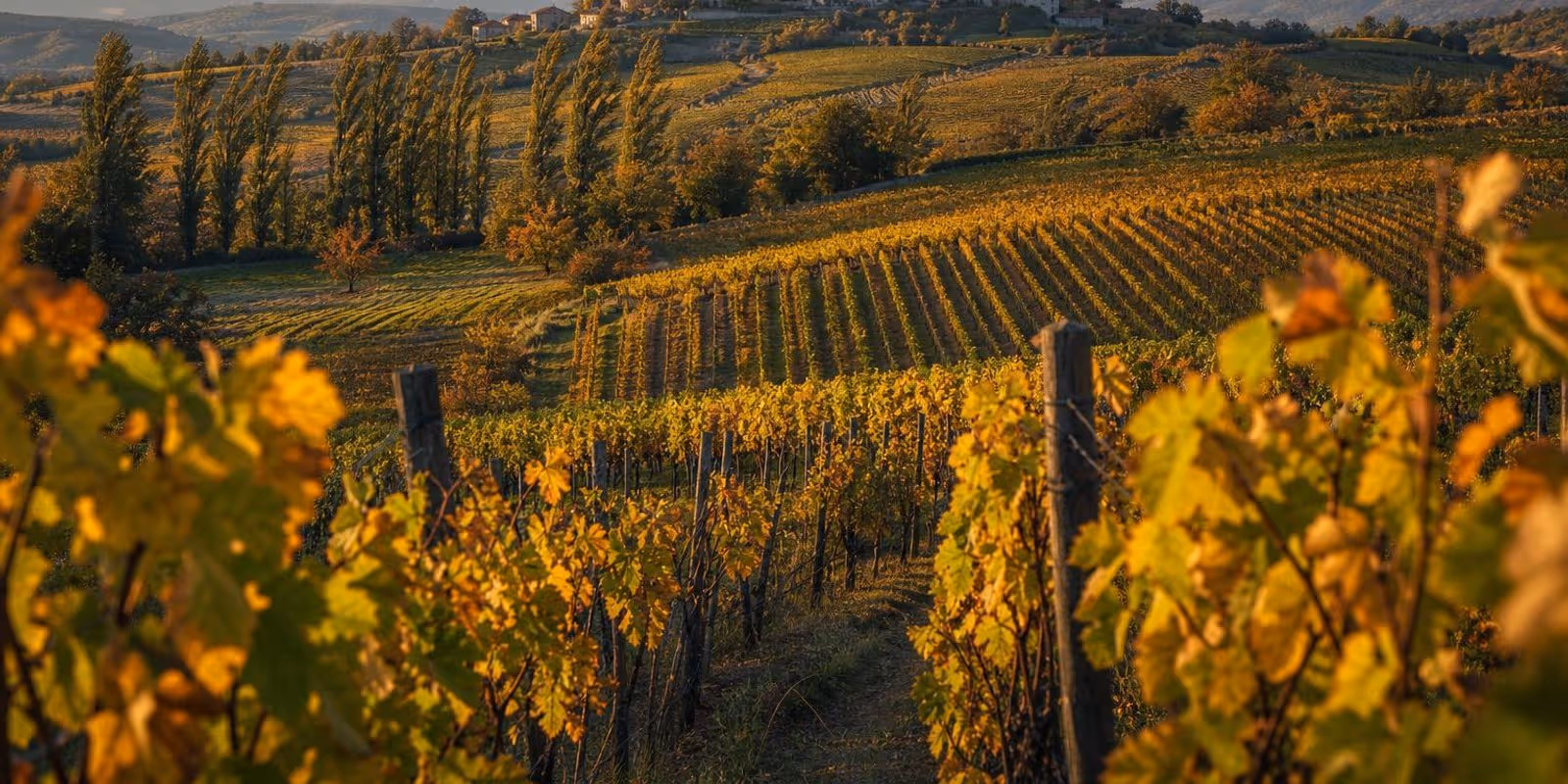 Weinberge im Vipava-Tal, auf einer Huegelkuppe thront ein Steindorf mit Kirchturm im Herbstlicht.